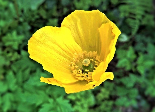 Yellow Poppy